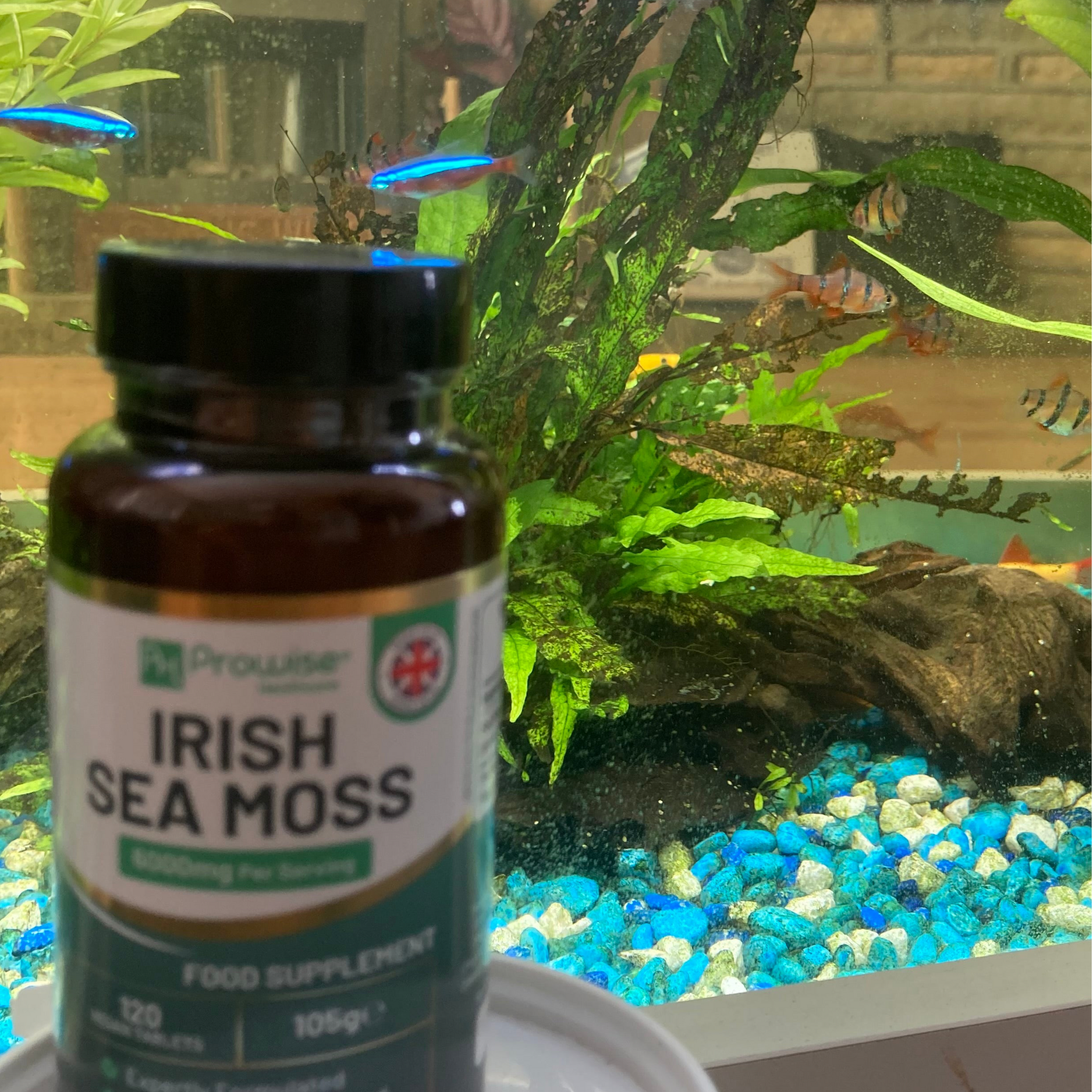 Irish Sea Moss Tablets High Strength 6000mg – Irish Sea Moss Supplement 120 Vegan Tablets High Potency